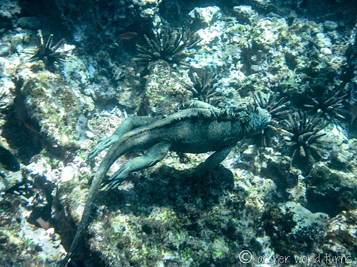 UnderWaterCameraGalapagos 458.jpg