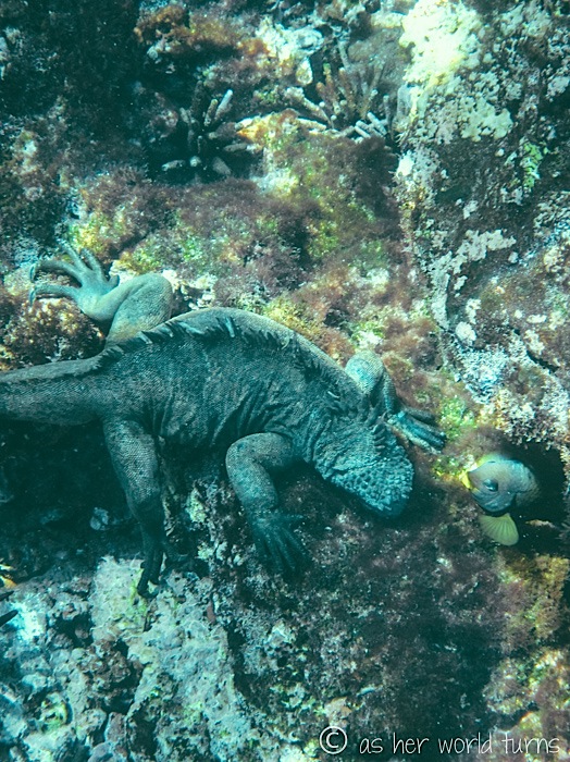 UnderWaterCameraGalapagos 461.jpg