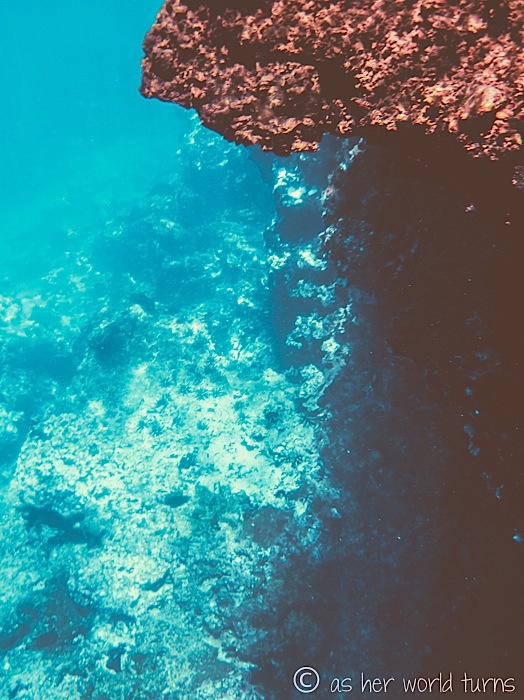 UnderWaterCameraGalapagos 465.jpg