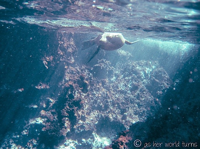 UnderWaterCameraGalapagos 468.jpg