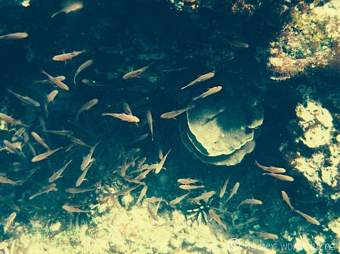 UnderWaterCameraGalapagos 470.jpg