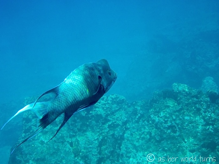 UnderWaterCameraGalapagos 475.jpg