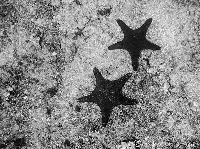 UnderWaterCameraGalapagos 479.jpg