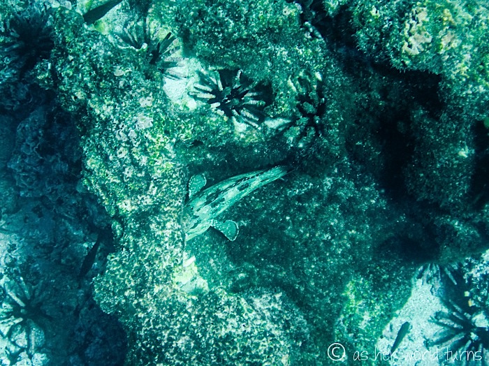 UnderWaterCameraGalapagos 481.jpg