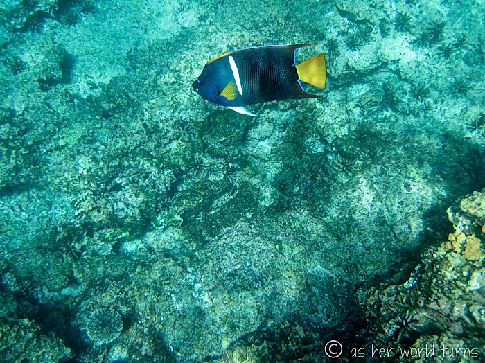 UnderWaterCameraGalapagos 483.jpg