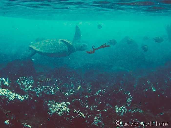 UnderWaterCameraGalapagos 518.jpg