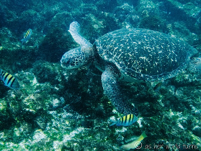 UnderWaterCameraGalapagos 523.jpg