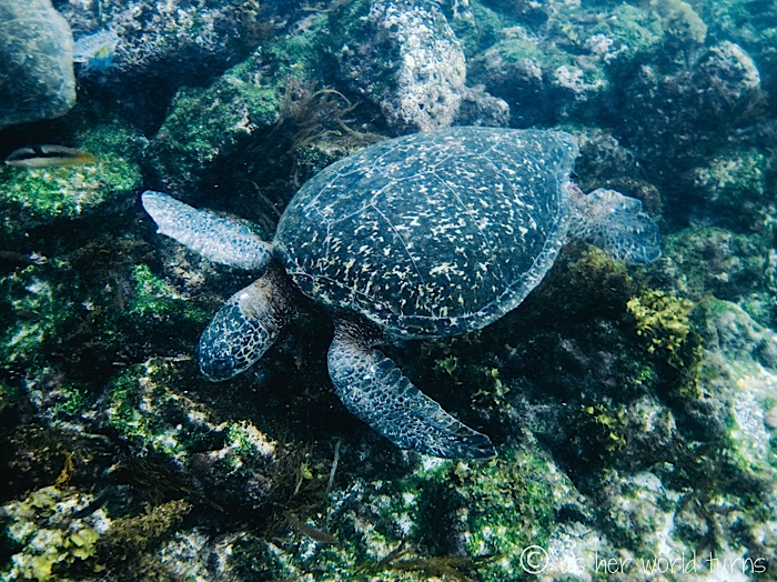 UnderWaterCameraGalapagos 534.jpg