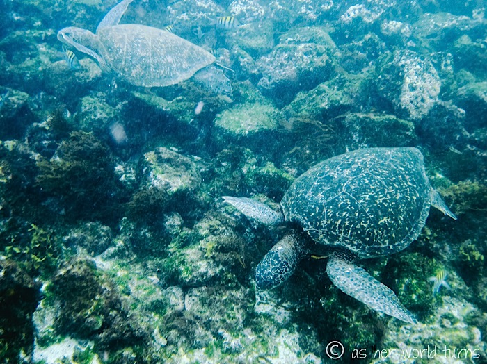 UnderWaterCameraGalapagos 535.jpg