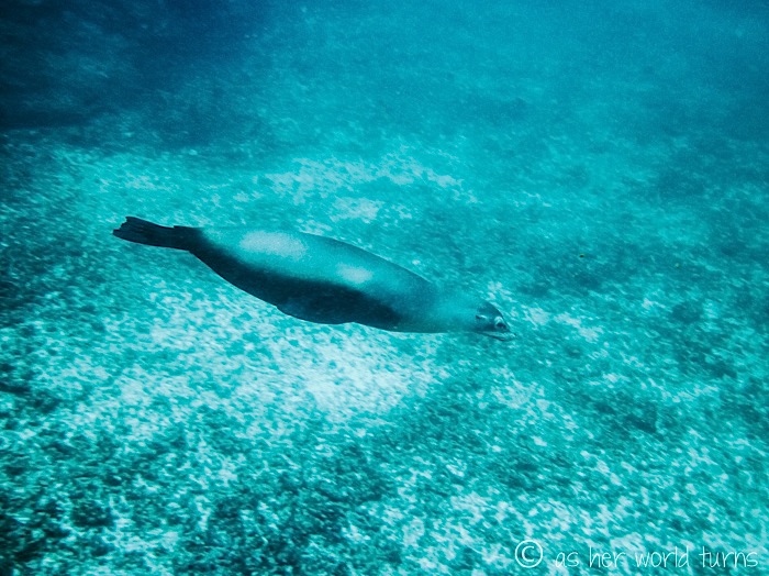 UnderWaterCameraGalapagos 540.jpg