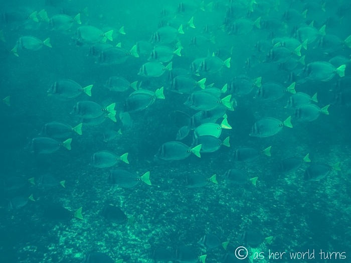 UnderWaterCameraGalapagos 541.jpg