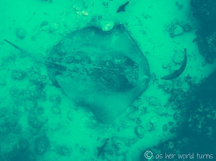 UnderWaterCameraGalapagos 543.jpg