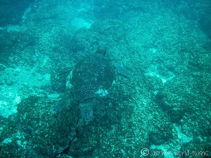 UnderWaterCameraGalapagos 550.jpg