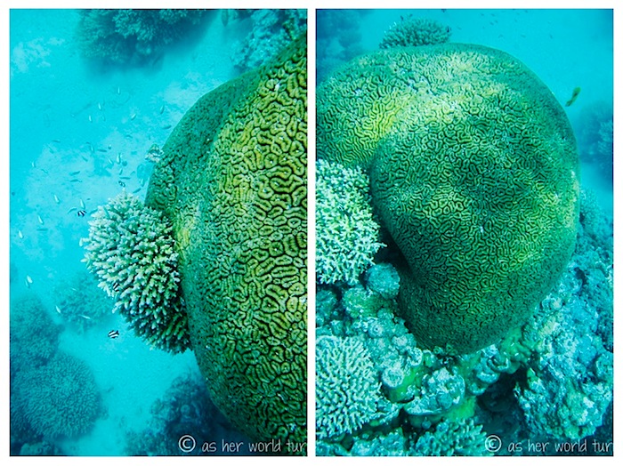 snorkel2.jpg