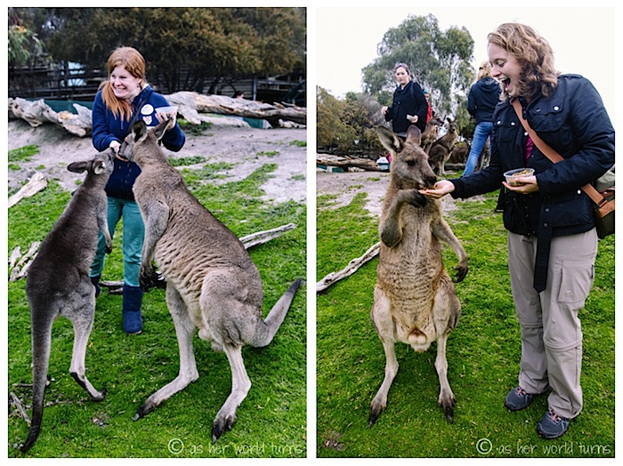 animal10.jpg