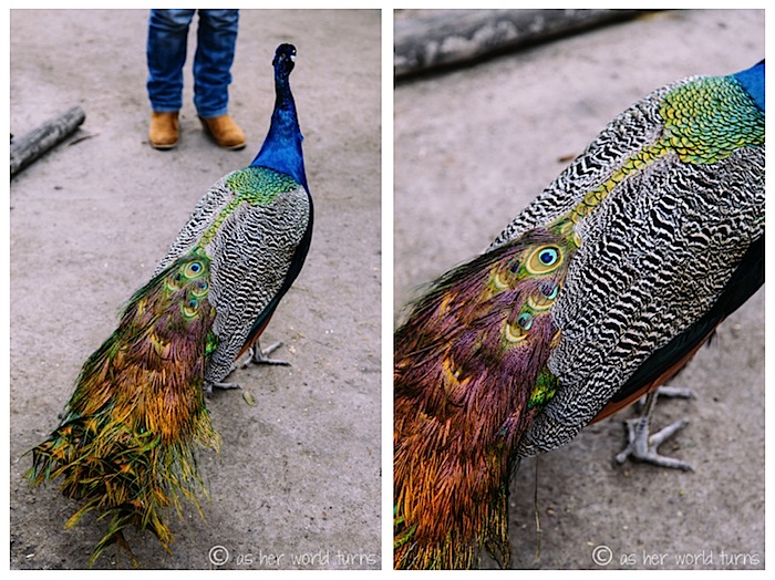 animal6.jpg