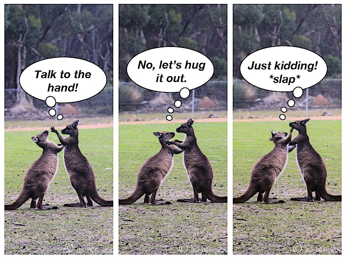 kangaroosWithText.jpg