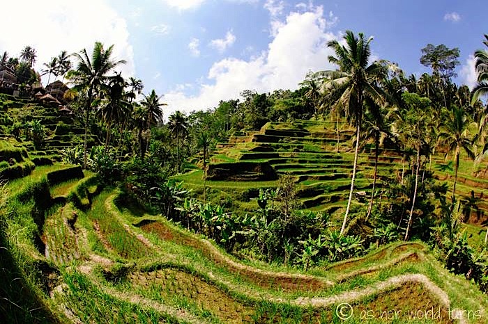 ubud.jpg