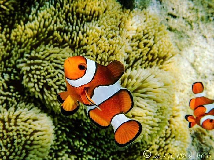 DSC01010.jpg