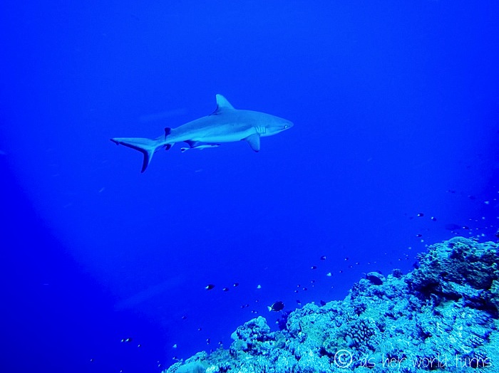 IMG_4063.jpg