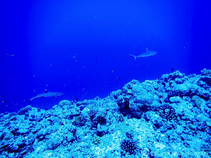 IMG_4064.jpg