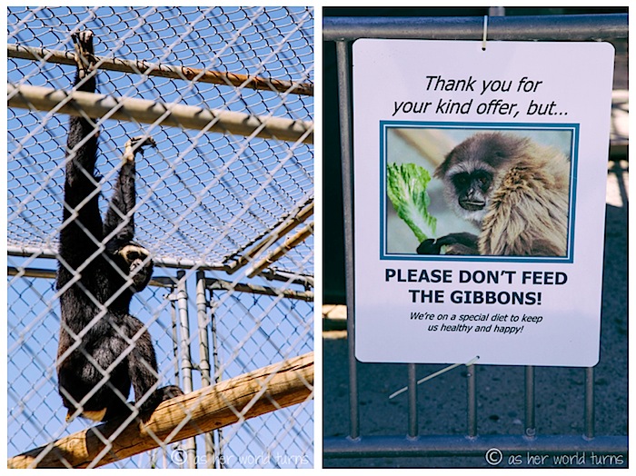 gibbon3.jpg