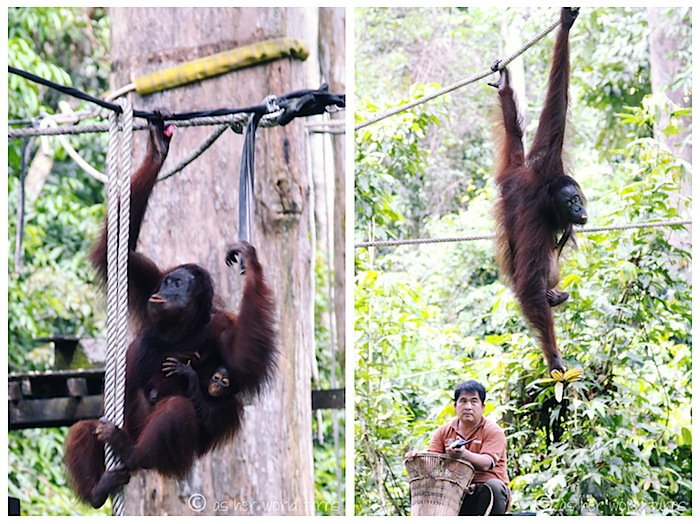 orang1.jpg