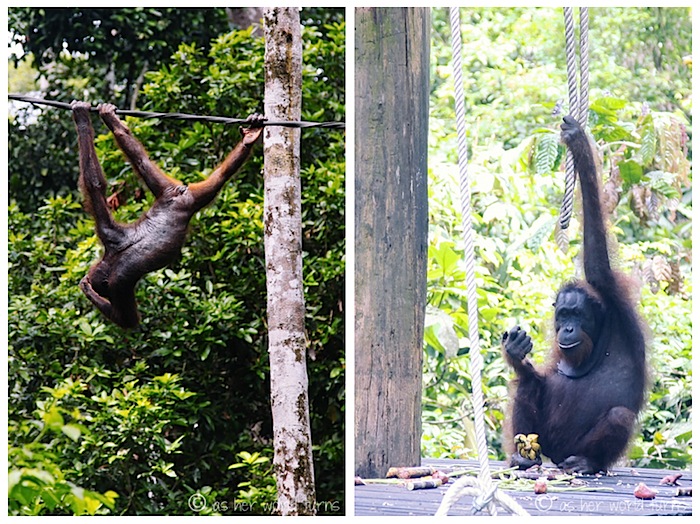 orang2.jpg