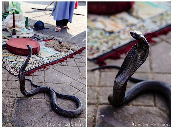 snake1.jpg