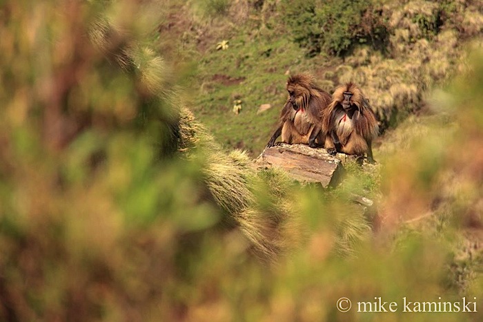 Geladas2.jpg