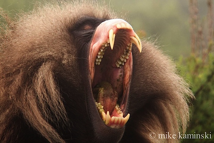 Geladas3.jpg