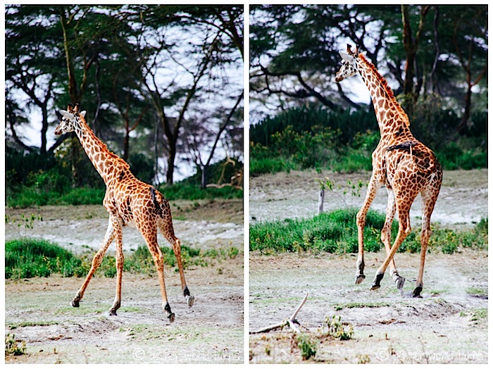 giraffe1.jpg