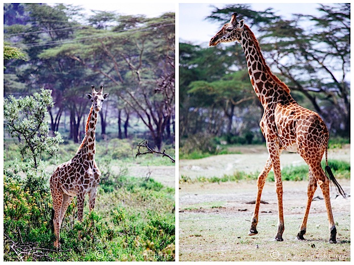 giraffe2.jpg