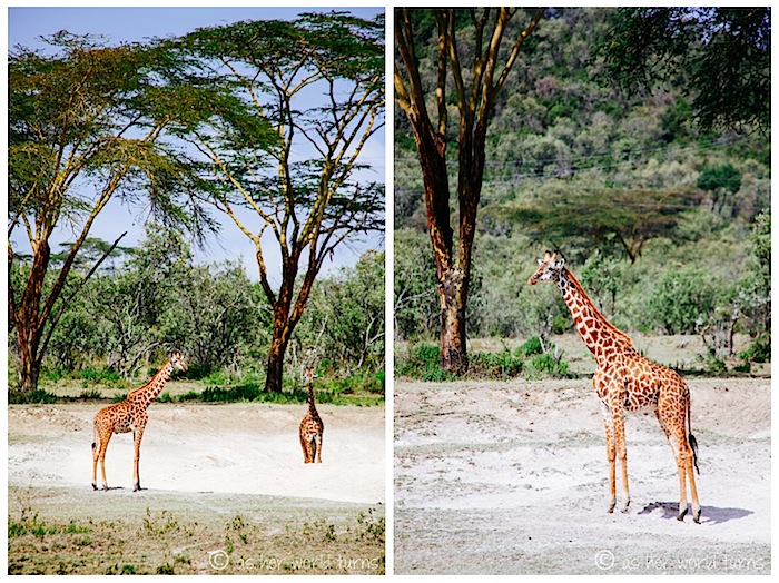 giraffe3.jpg