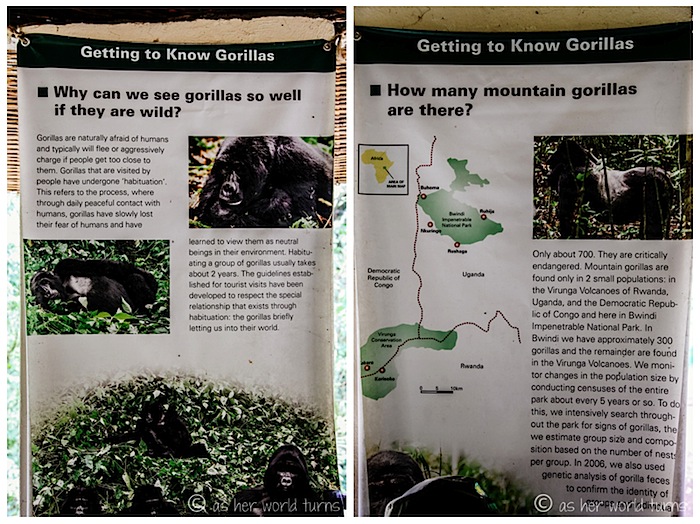 gorillas7.jpg