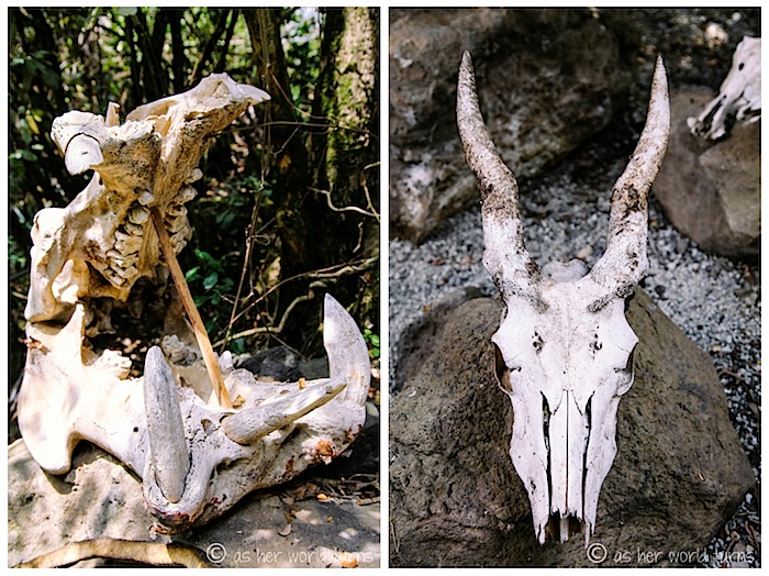 skulls.jpg