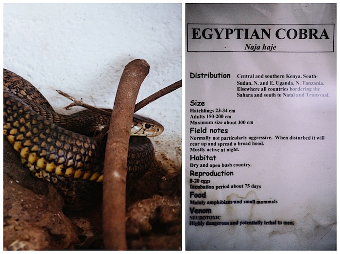 snake10.jpg