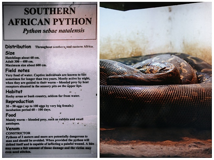 snake9.jpg