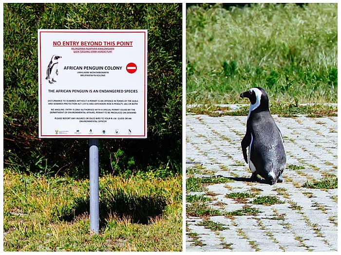 penguin.jpg