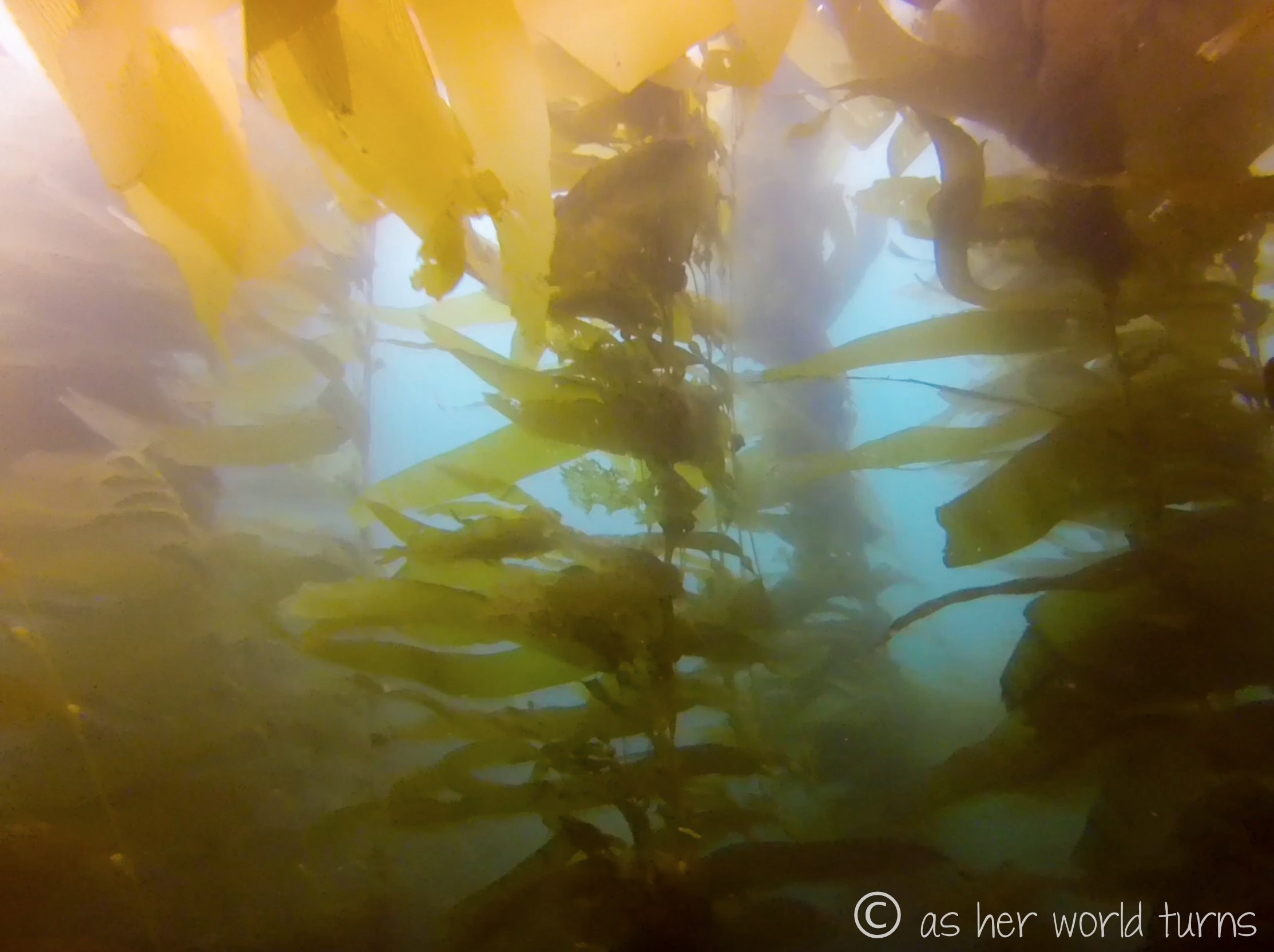 Channel_scuba 11.jpg