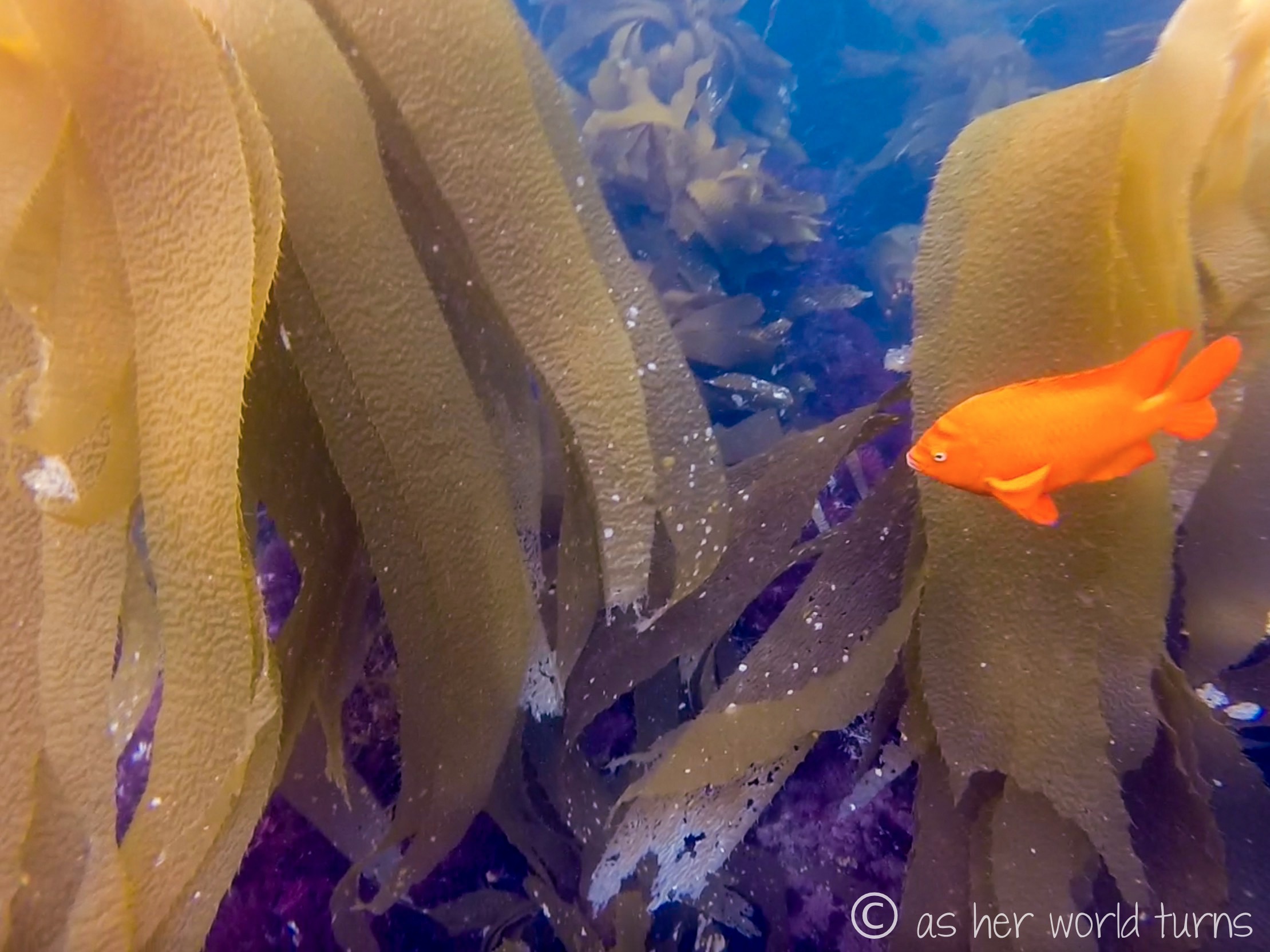 Channel_scuba 32.jpg