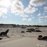 Beauties on the Beach: Sea Lions of Gardner Bay