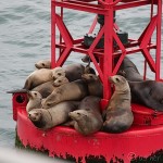 Channel Islands: Ferry and Camping