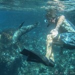 Galapagos Video – The Underwater Ballet