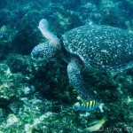 Snorkeling with Sharks, Sea Lions, and Sea Turtles in the Galapagos