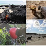 RECAP: Galapagos and Ecuador