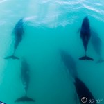 Swimming with Dolphins in Kaikoura