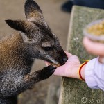 Koalas, Kangaroos, and Peacocks… Oh My