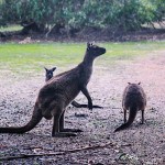 Meet the ‘Roos of Kangaroo Island