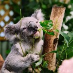 Krazie Koalas (And Other Kritters at the Featherdale Zoo)